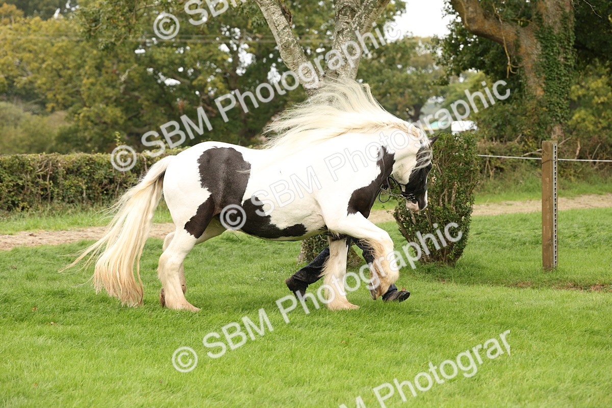 SBM_59284 - S57 - Traditional Cob In Hand