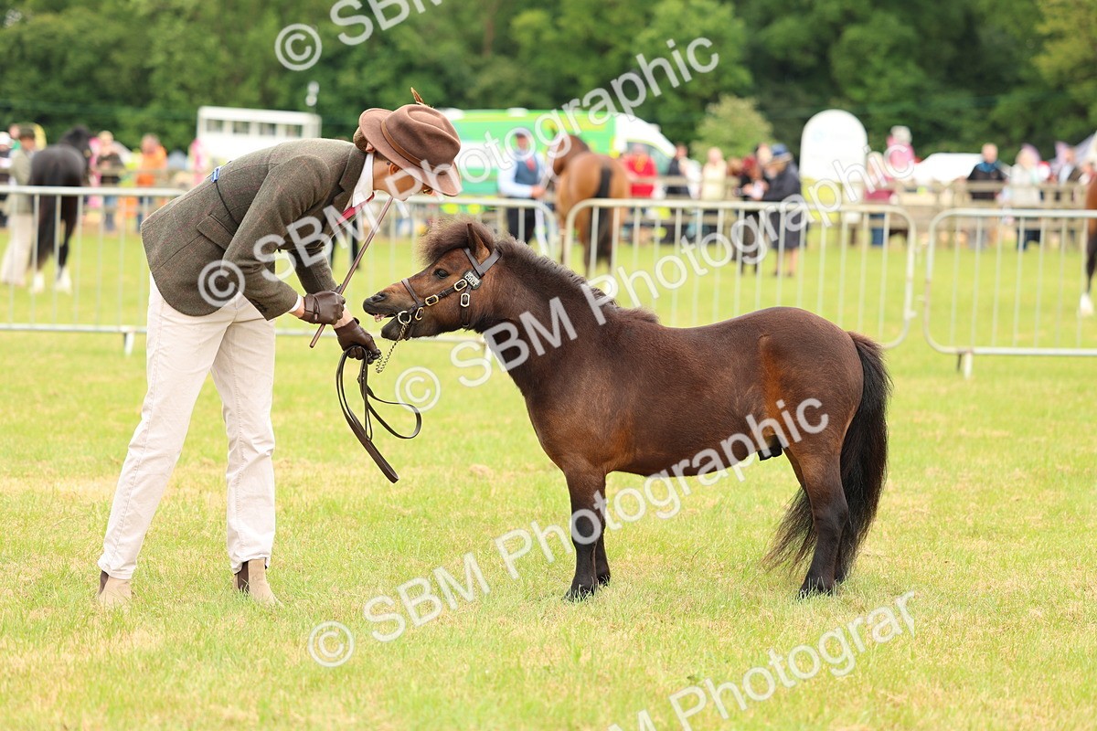 SBM_04466 - Class 64-67 - Shetland Pony In Hand