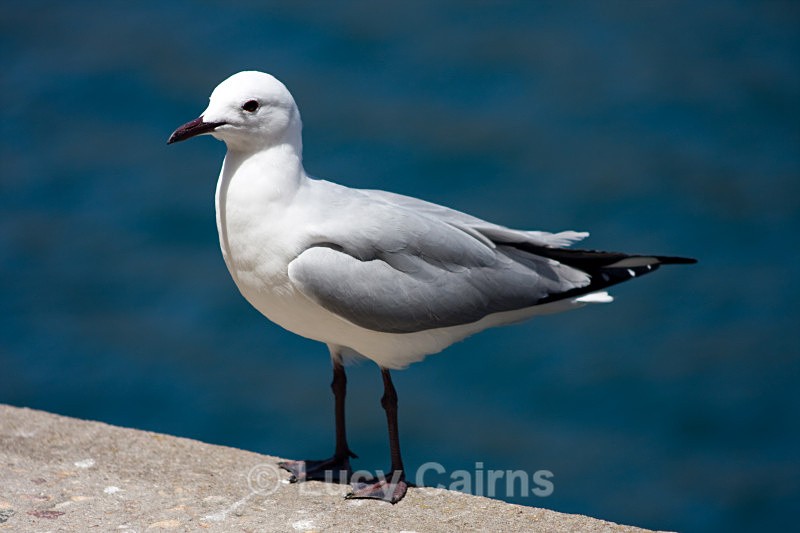  - Capetown, South Africa