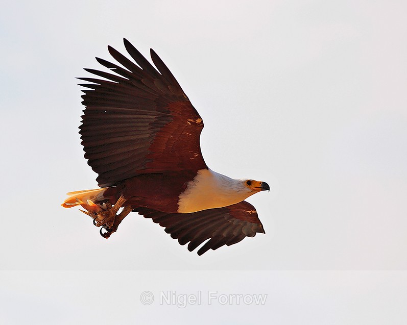 Close fly-past of an African Fish Eagle carrying a fish - African Fish Eagle
