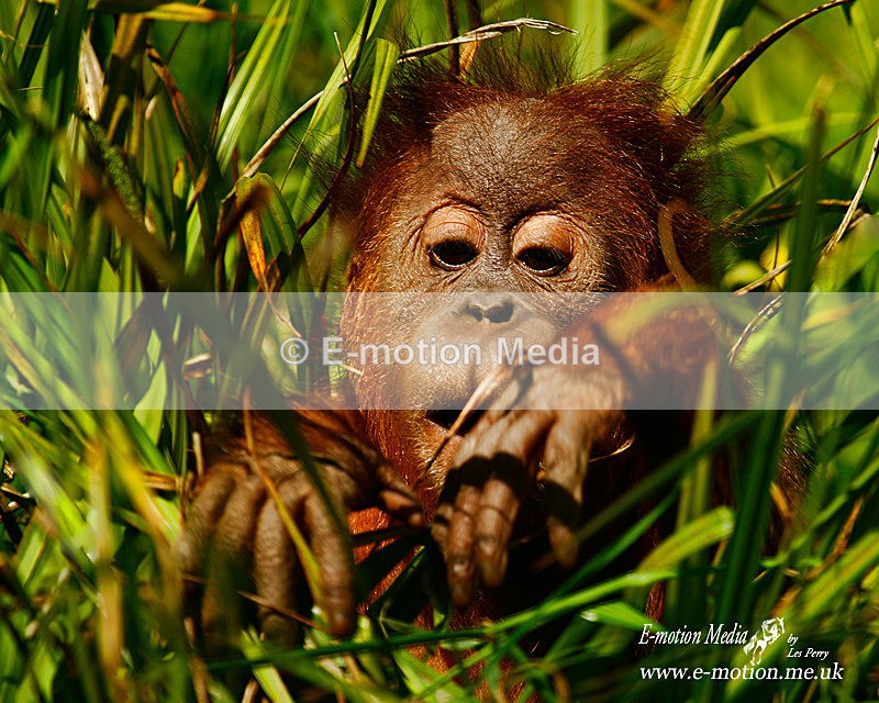 Orangatan 300506 2 - Nature