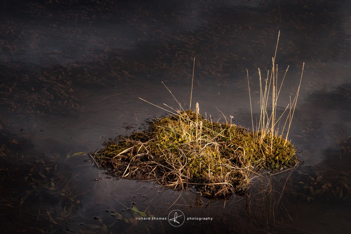 Moss island - Freshwater
