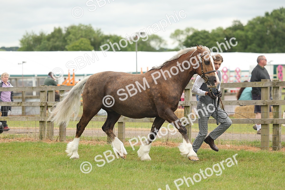 SBM_04864 - Class 50-57 - M&M Welsh Pony In Hand