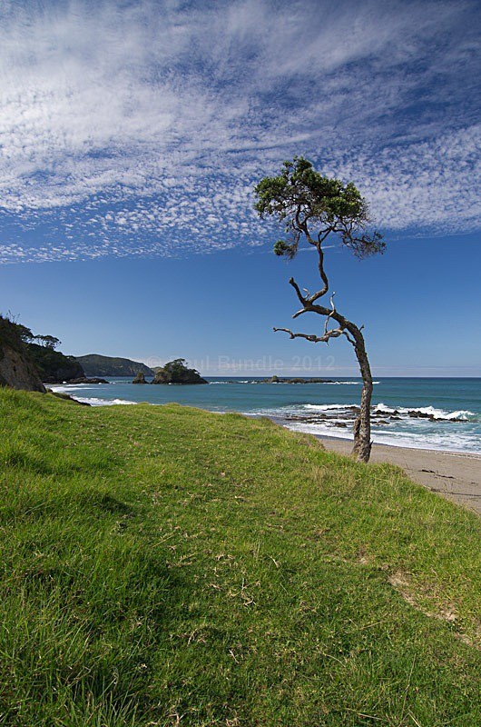 Lone tree Elliot Bay - New Zealand North Island