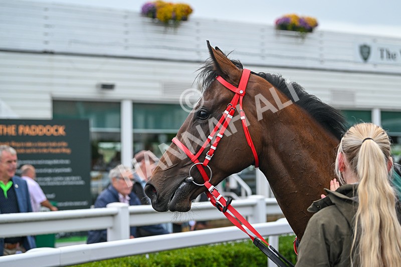270825-Race 2-Rogue Attraction-4937 - Race 2
