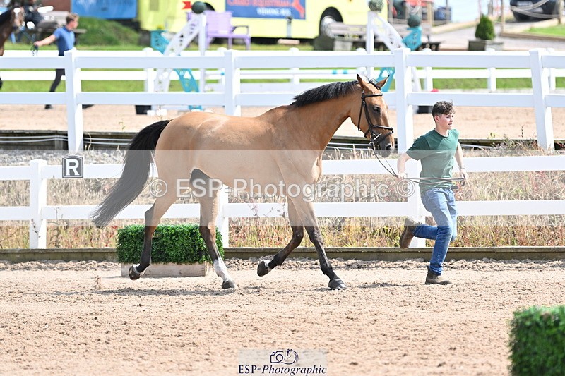 240717A-151830-02739 - Trot Up 3pm to 4pm