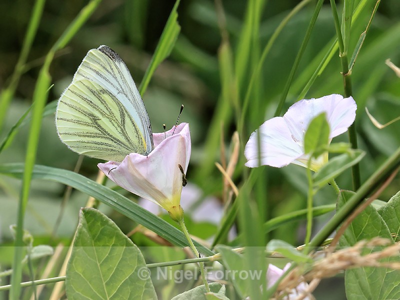 Green-veined White, head hidden in Hedge Bindweed trumpet-shaped bloom - INSECTS