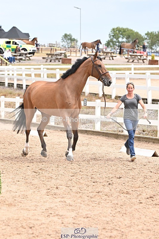 250716-144856-01429 - Trot Up 2.30 to 3.30