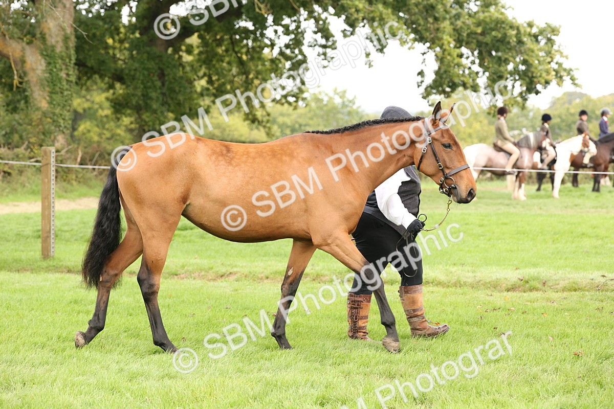 SBM_56244 - S55 - Other Coloured Horse In Hand