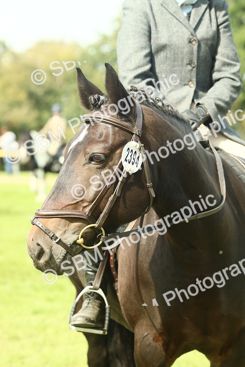 SBM_66646 - S34 - Rehabilitated Rescue Horse & Pony In Hand & Ridden