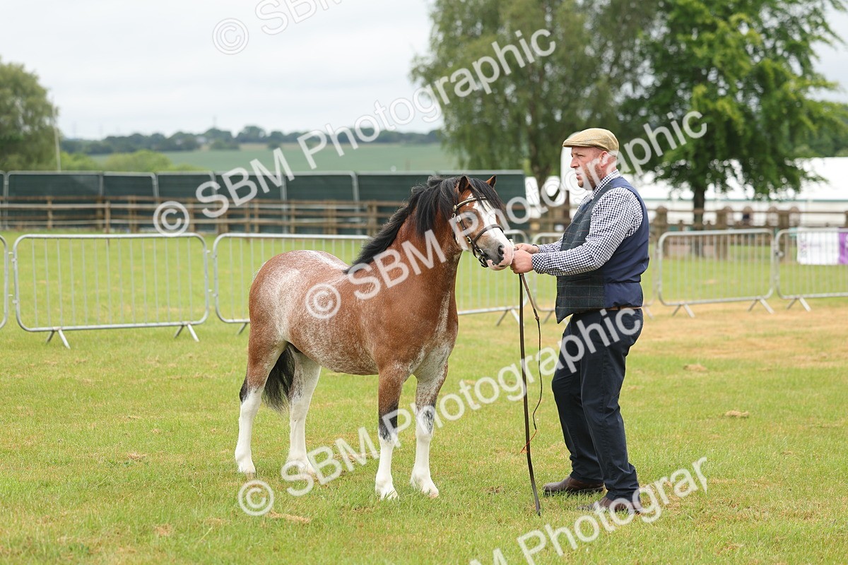 SBM_01390 - Class 50-57 - M&M Welsh Pony In Hand
