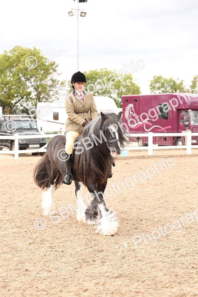 SBM_19675 - Class 216 - Ridden Traditional - Native Cob