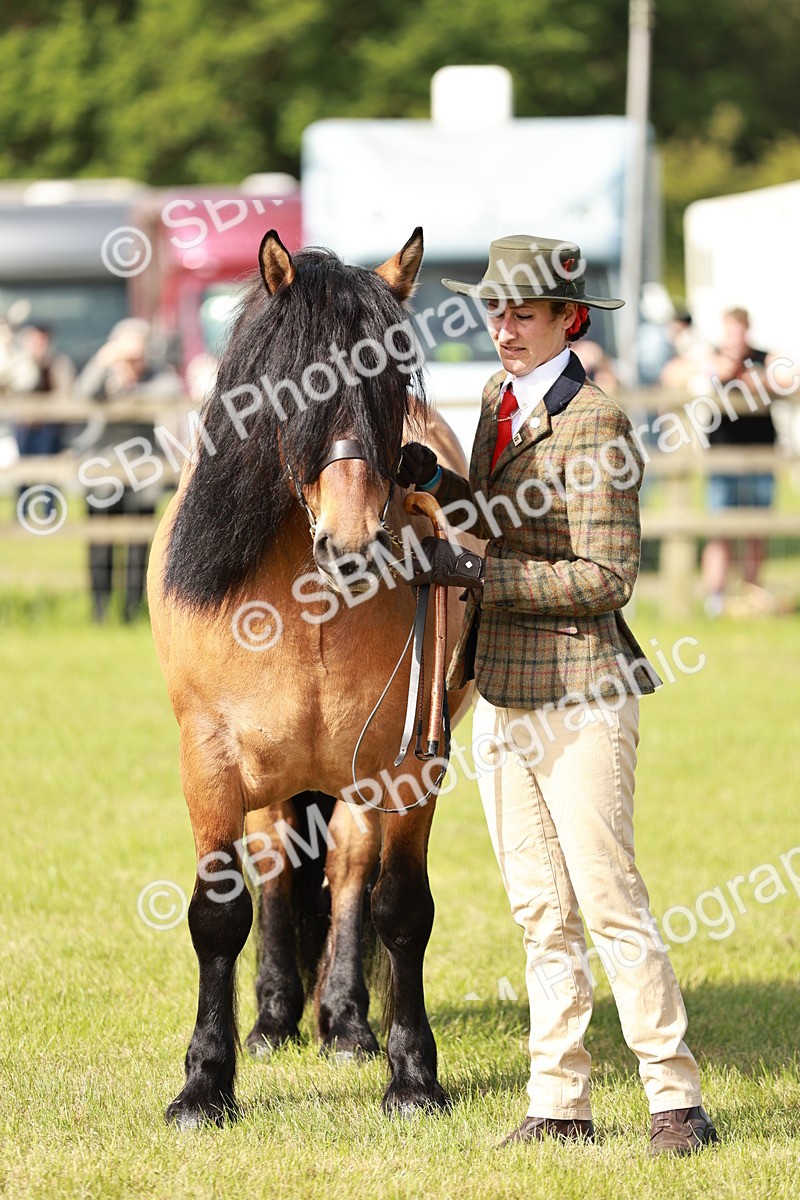 SBM_00818 - Class 14-23 - Mountain & Moorland In Hand Non Welsh