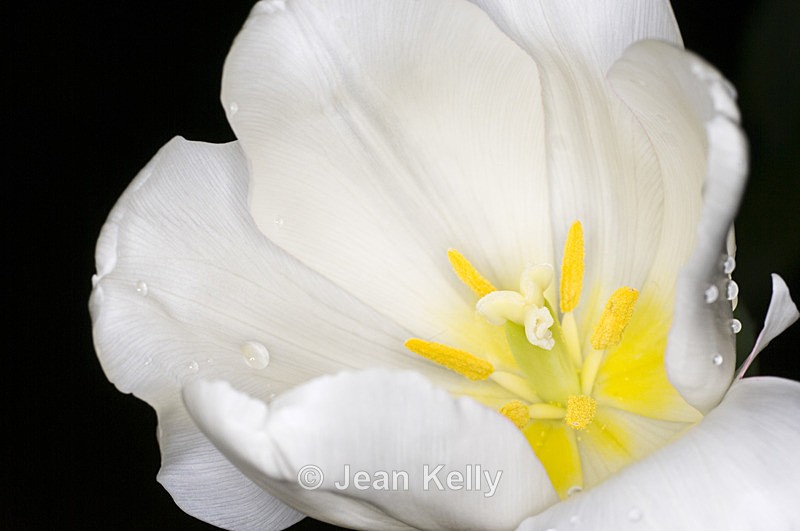 Flower - 2915 - White