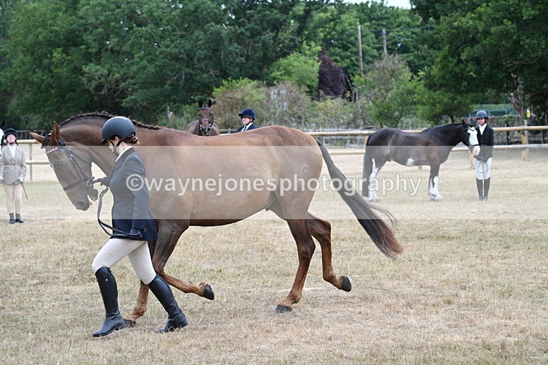 WJ7_0088 - Class 5a Most Handsome Gelding (above 14.2hh)