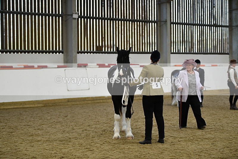 WJ5_4839 - Class 7 In hand coloured / odd coloured