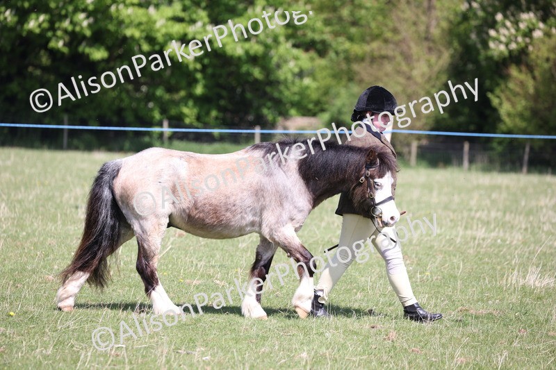 20250427-3007 - Class 27 - Coloured Horse and Pony