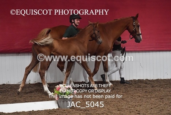 JAC_5045 - 9 Zinzipan