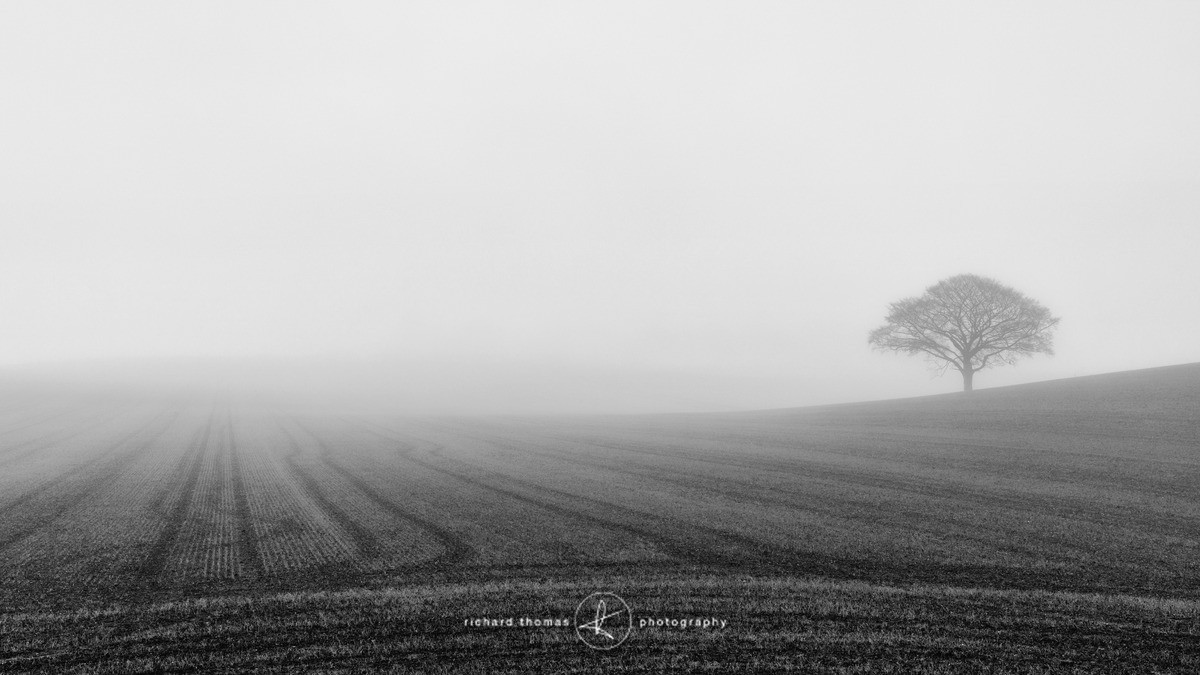 Enshrouded - Mono Mist Trees