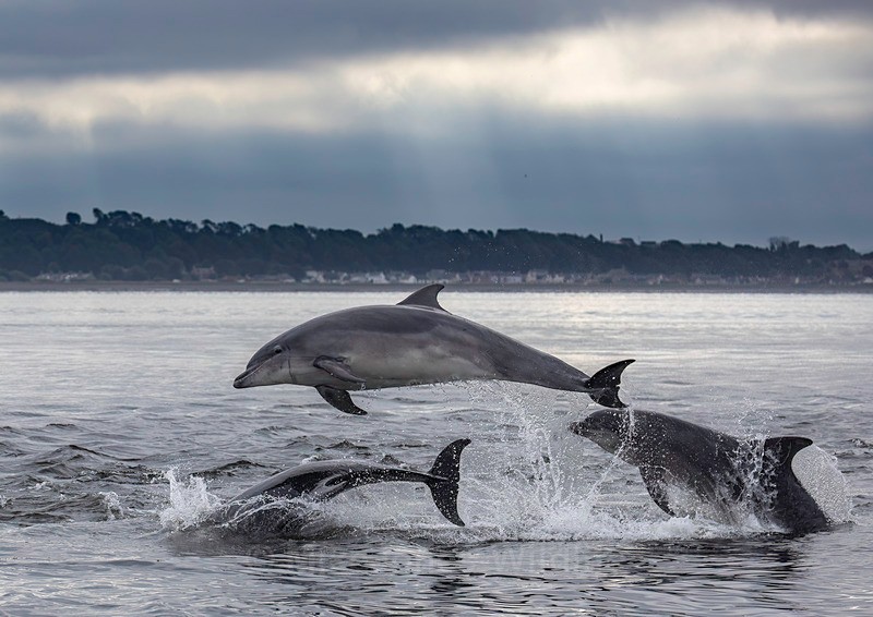 CHANORY DOLPHIN 2026 42 - Dolphins, Whales & Orcas. Scotland, Iceland, Azores & Madeira