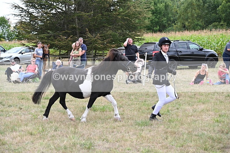 WJ6_5544 - Class 18 In-hand Coloured