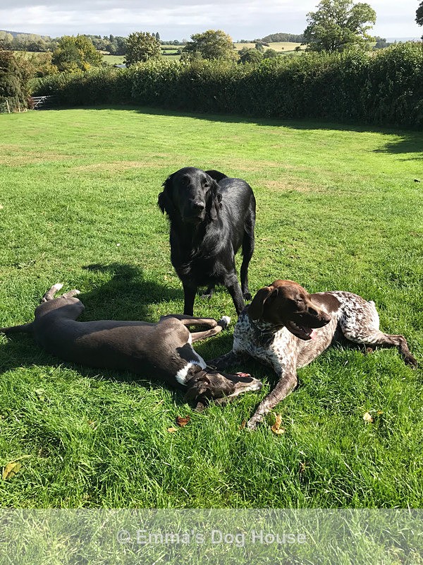  - Dogs