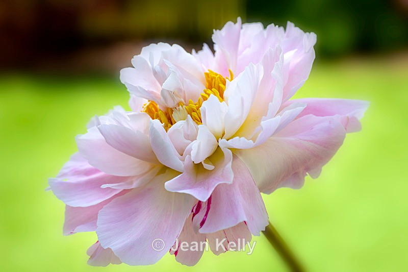Pink Peony - DSC_4741 - Pink