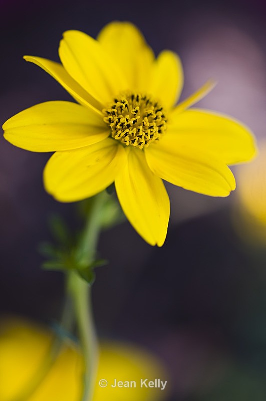 Flower - 9915 - Yellow