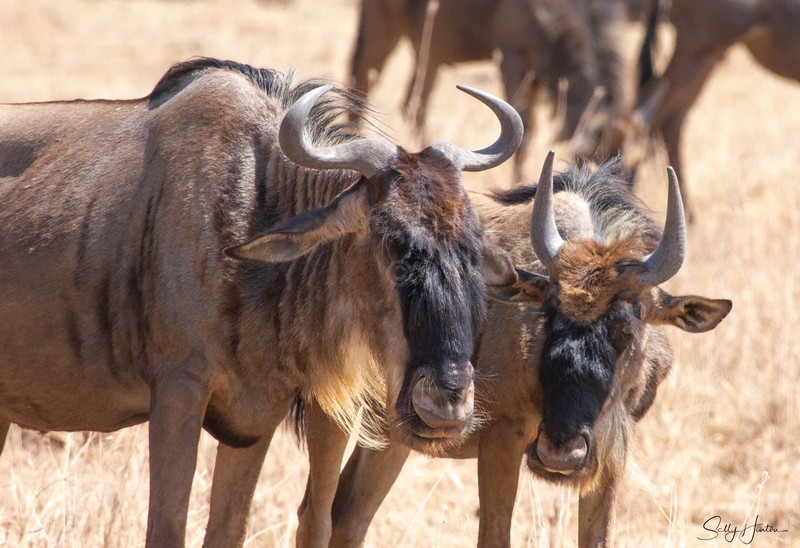 Wildebeest 5