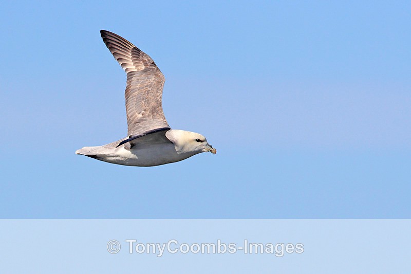 Fulmar - Iceland
