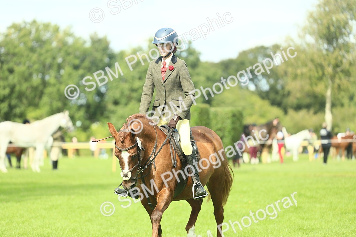 SBM_44574 - S31 - Working Hunter Pony