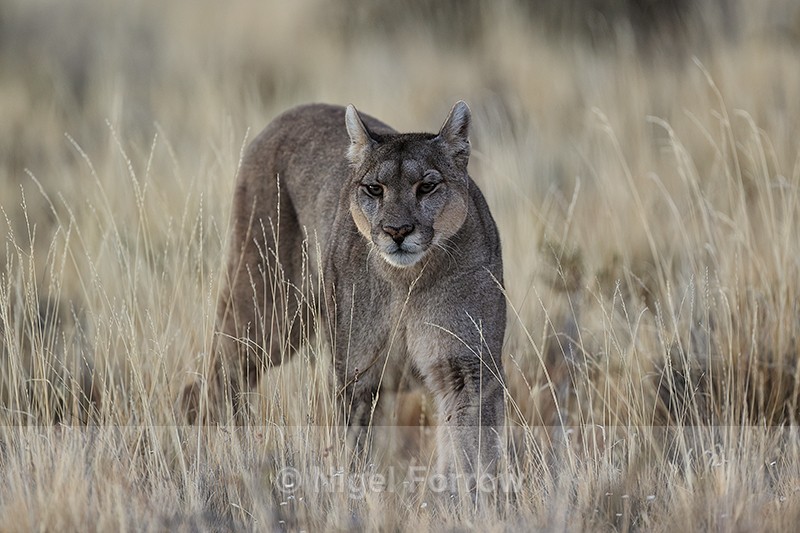 Puma in yellow grass, Torres del Paine, Chile - Puma