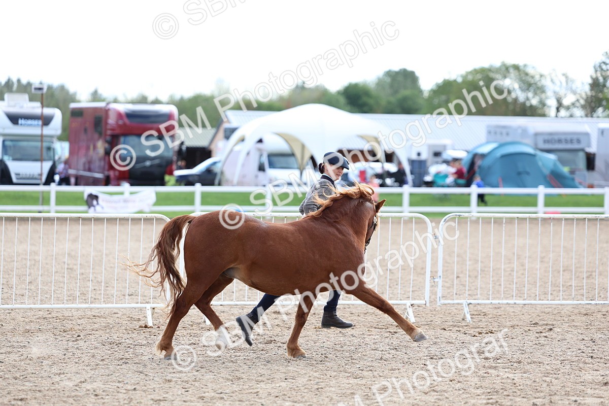 SBM_18735 - Class 317 - IH Pure Bred Horse-Pony