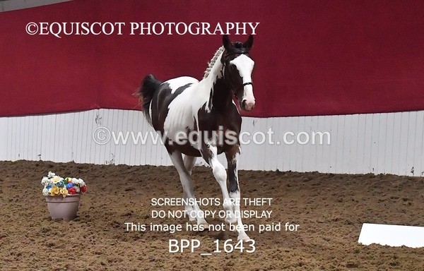 BPP_1643 - MORNING 9AM - 12PM