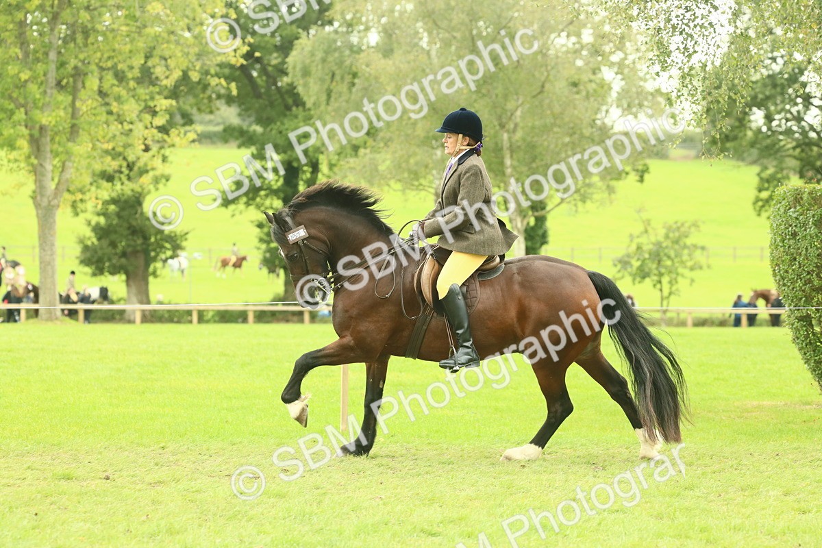 SBM_72000 - S60 - Mountain & Moorland Ridden Large Breeds