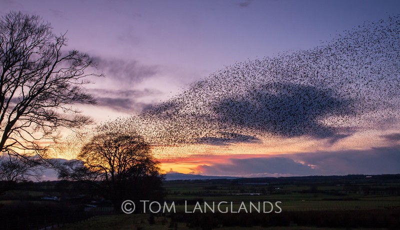 Starlings - Starlings and Murmurations