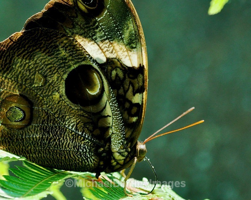 Owl Butterfly - Flora and Fauna