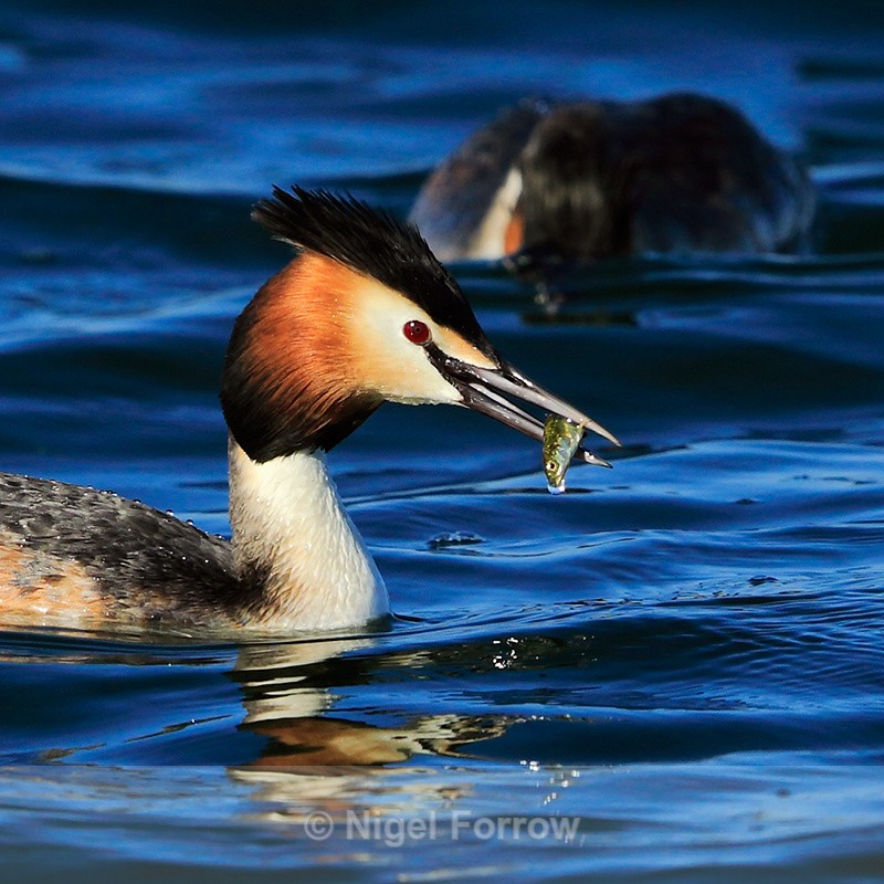 Great Crested Grebe with fish at Farmoor - Great Crested Grebe