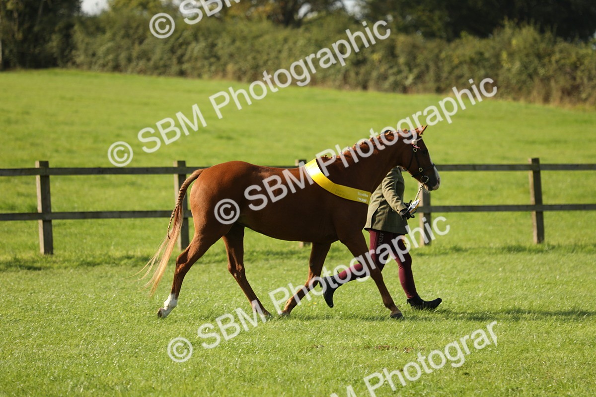 SBM_61071 - S44 - Part Bred Pony In hand