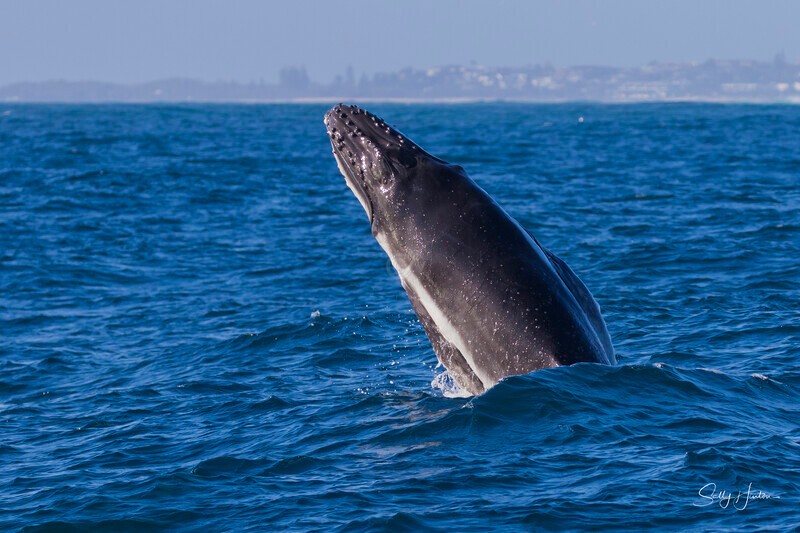 0A3A3931. Baby Breach 3 - 2026 Whales