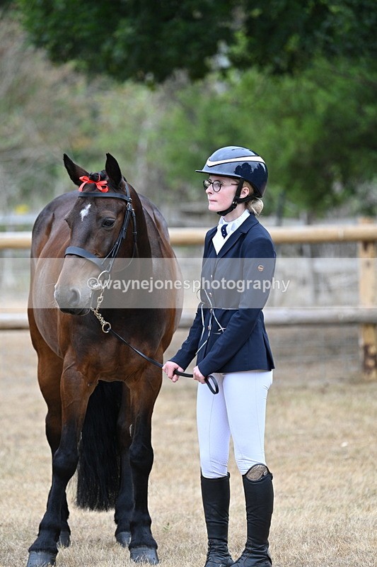 WJ7_9878 - Class 5a Most Handsome Gelding (above 14.2hh)