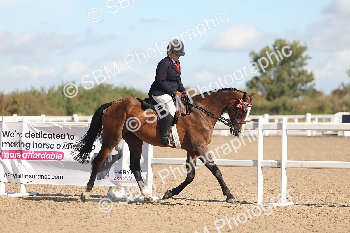 SBM_13019 - Class 305 - Ridden Foreign Breed Pure Bred