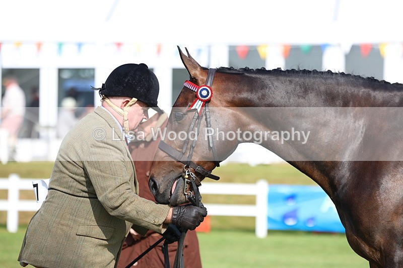 3E7A8332 - Class 2: Rising Star Large Hack/Riding Horse