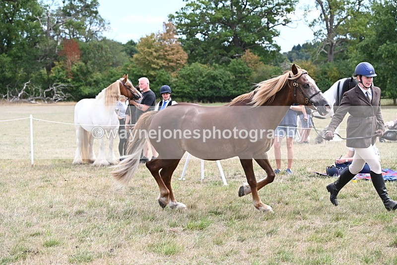 WJ6_5934 - Class 19 In-hand Veterans (Uploaded correct folder)