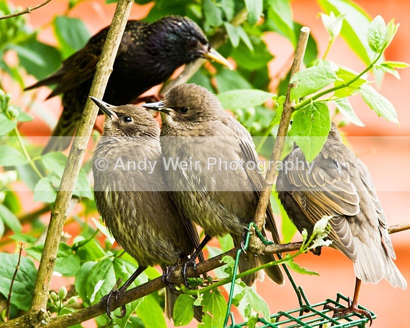20100531_003 - Starlings