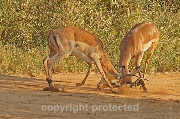 Rutting Impalas - Krüger NP, South Africa - African Wildlife