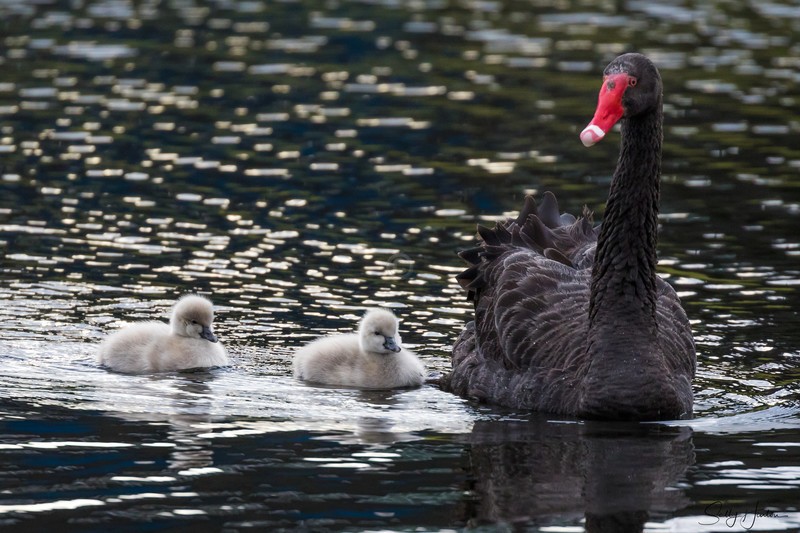 Black Swan Family 4