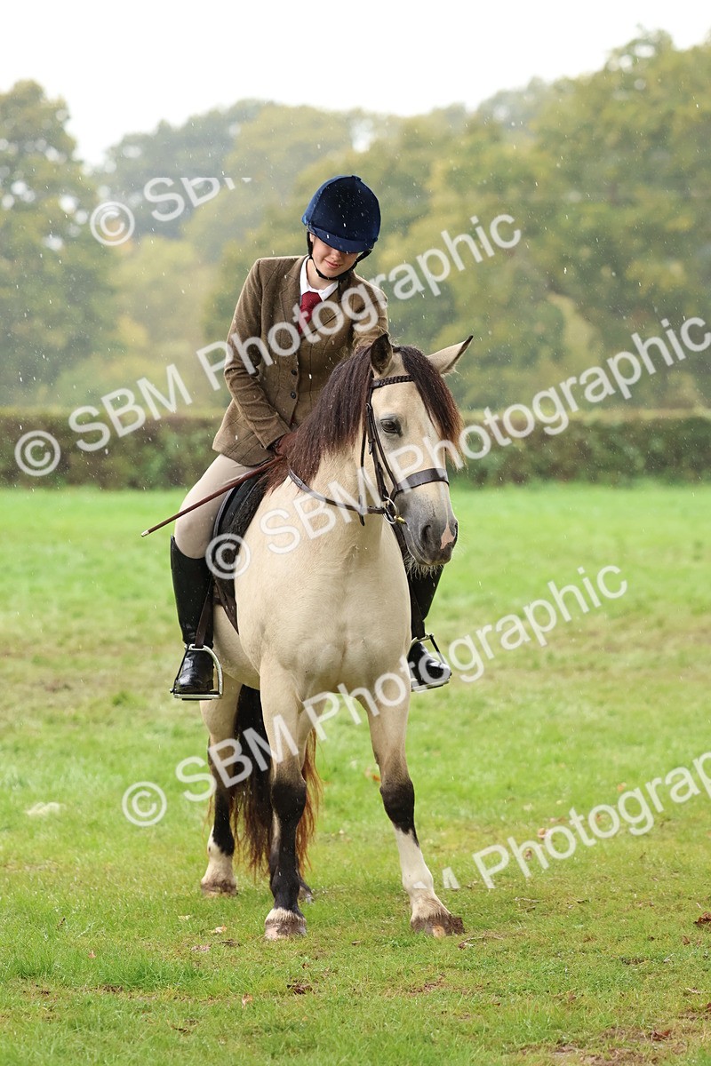 SBM_69731 - S62 - Mountain & Moorland Ridden Large Breeds