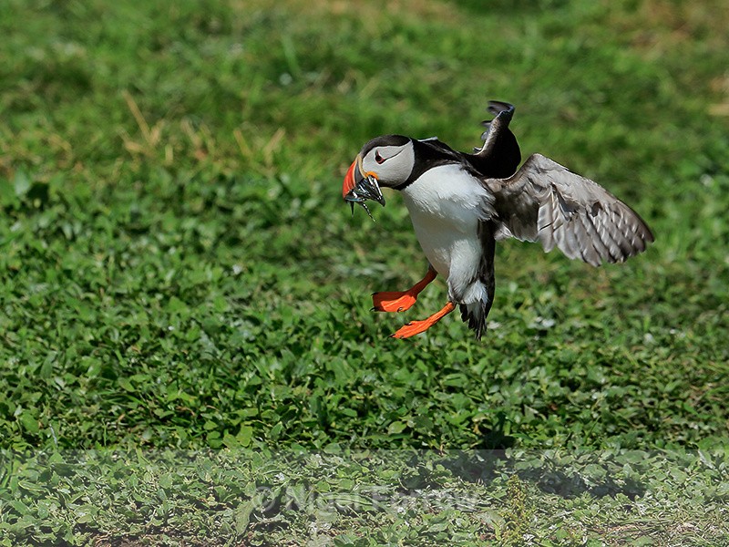 Puffin about to touch down, Farne Islands - Puffin