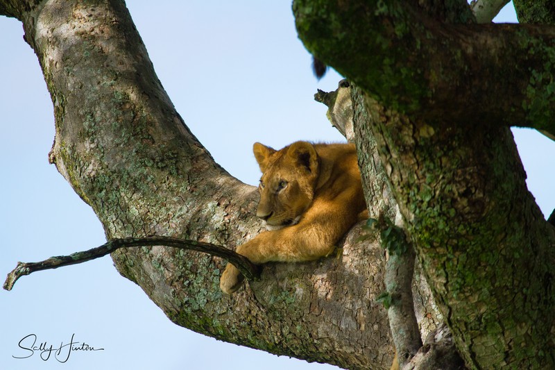 Tree Lions Serengeti 5